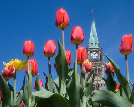 Red tulips in front of the Canadian Parliament Buildings Centre Block Clock Tower